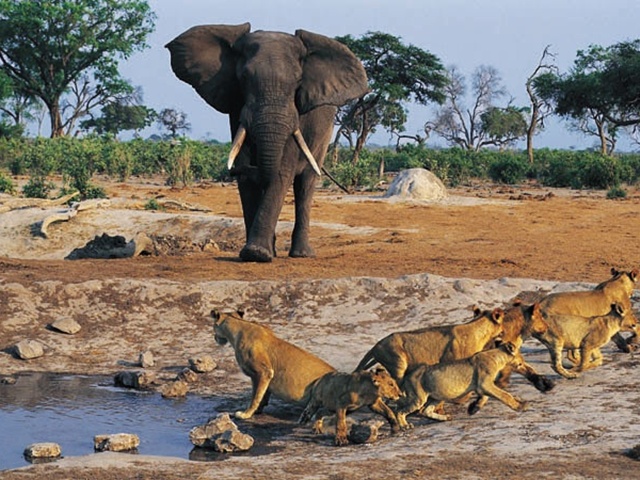 Η Αφρική είναι φυσικά άγρια. online παζλ