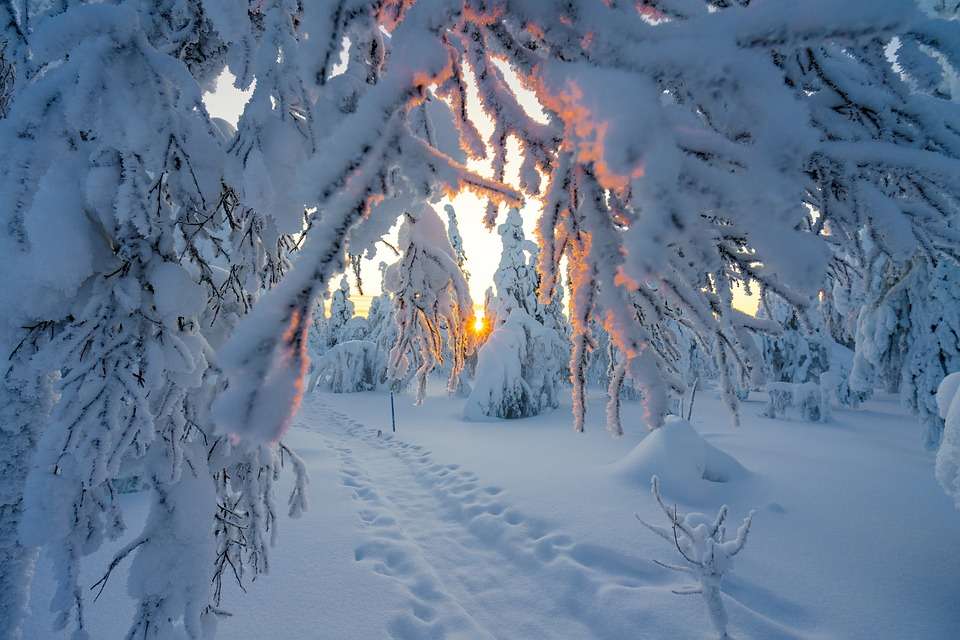 Зима в гората. онлайн пъзел