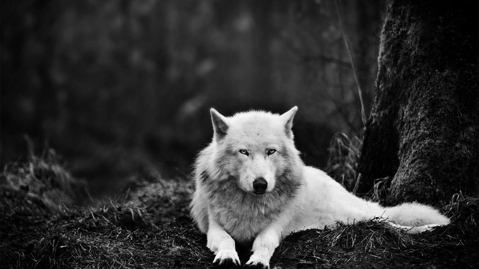 Волк в темноте пазл онлайн