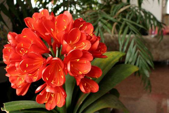 Red Clivia. puzzle online