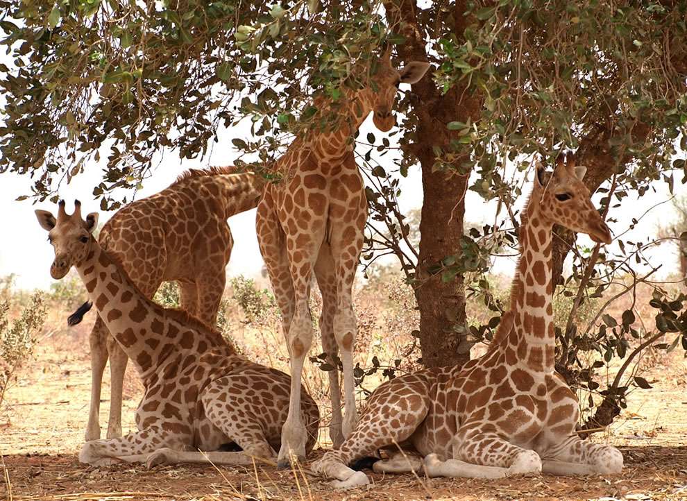 Pihenő zsiráfok. kirakós online