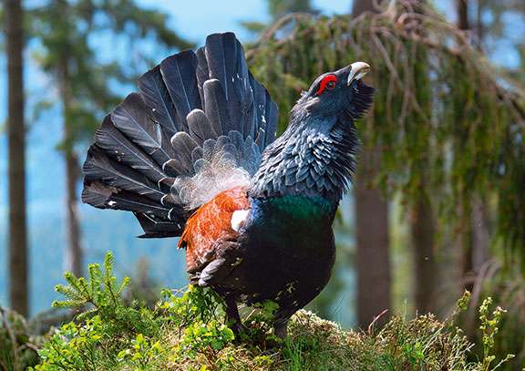Capercaillie. jigsaw puzzle online