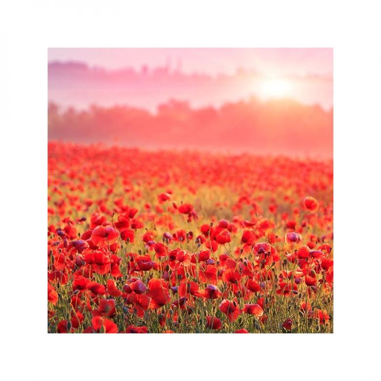 Field of red poppies jigsaw puzzle online