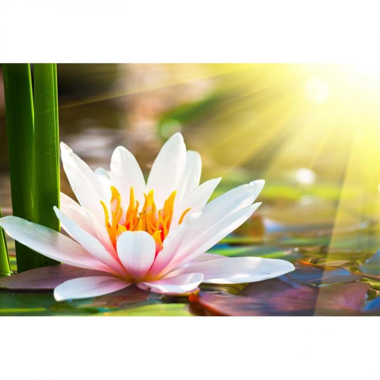 Water lily . online puzzle