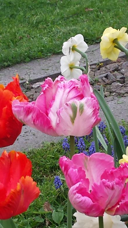 tulipány skládačky online