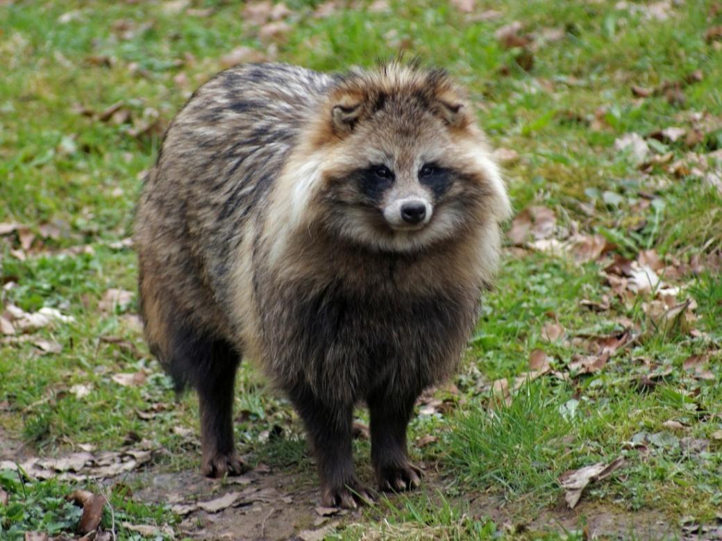 Raccoon. Roofzuchtig zoogdier. legpuzzel online