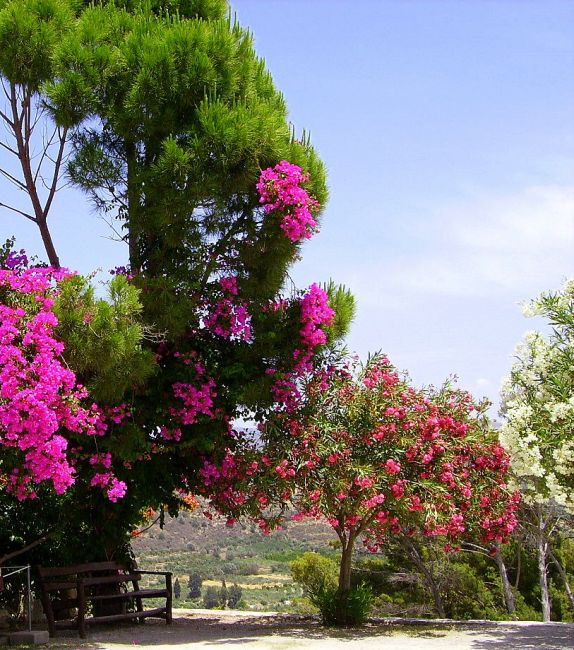 Arbres en fleurs en Crète. puzzle en ligne