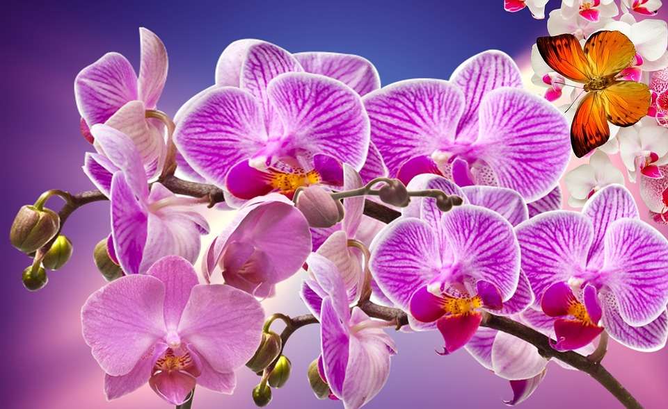 Orchid. puzzle online