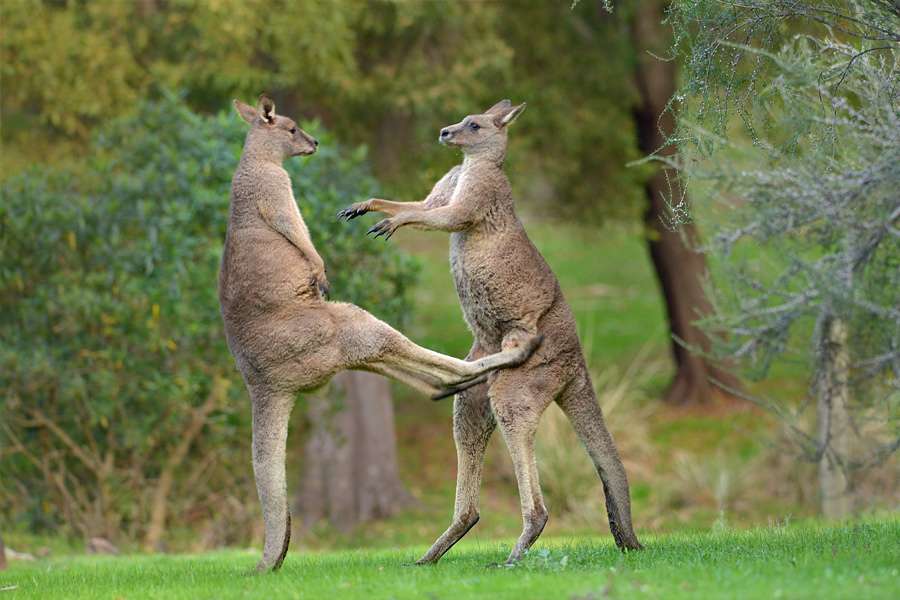 Kangaroos. Puzzlespiel online
