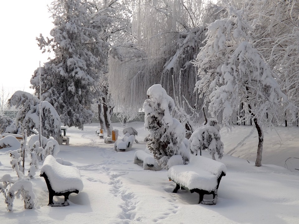 Winter in the park. jigsaw puzzle online