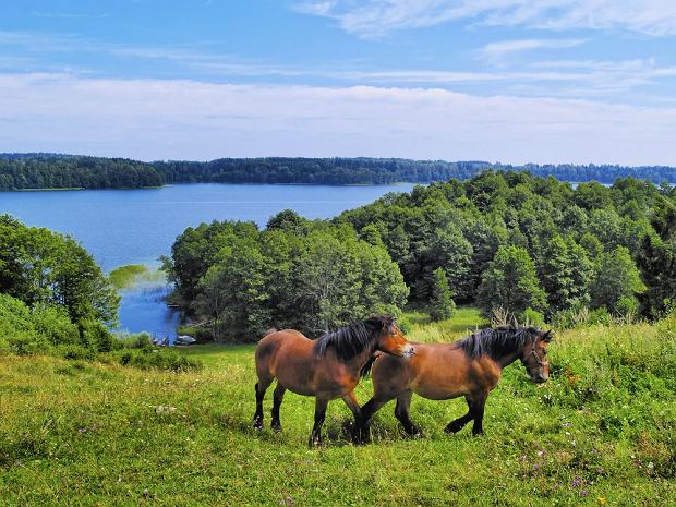 Коні на озері. пазл онлайн
