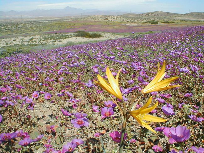 Blumen in der Atacama-Wüste. Online-Puzzle