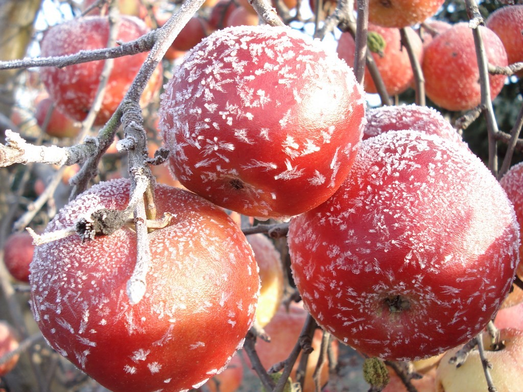 冬のリンゴ。 オンラインパズル