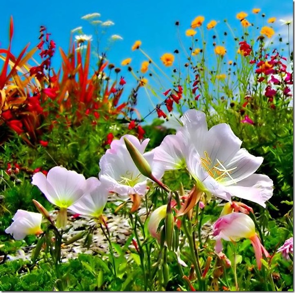 Хубави цветя. онлайн пъзел