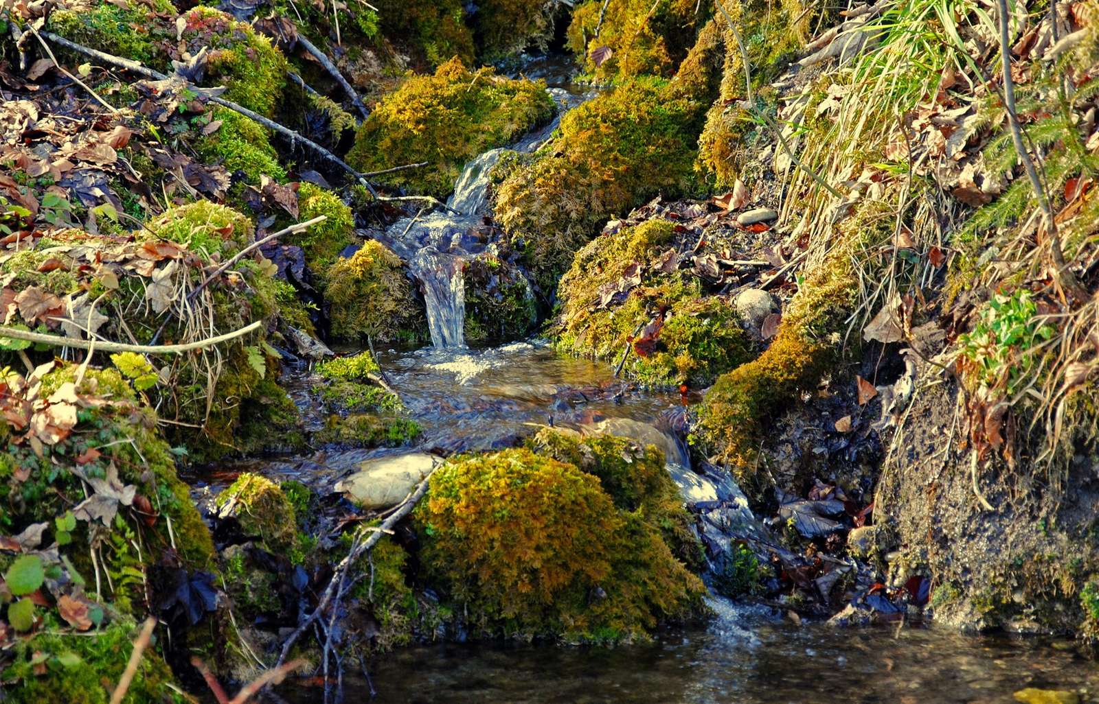 Ruisseau dans la forêt. puzzle en ligne