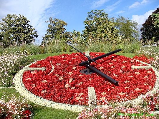 Blumenuhr in Genf. Online-Puzzle