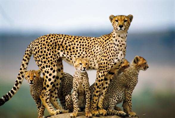 Cheetahs. pussel på nätet