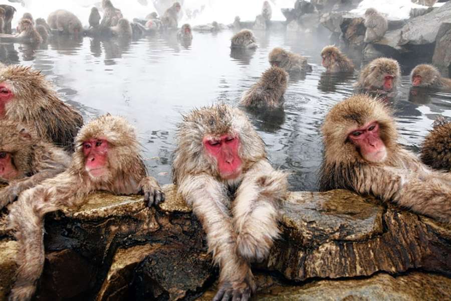 Маймуна във вана. онлайн пъзел