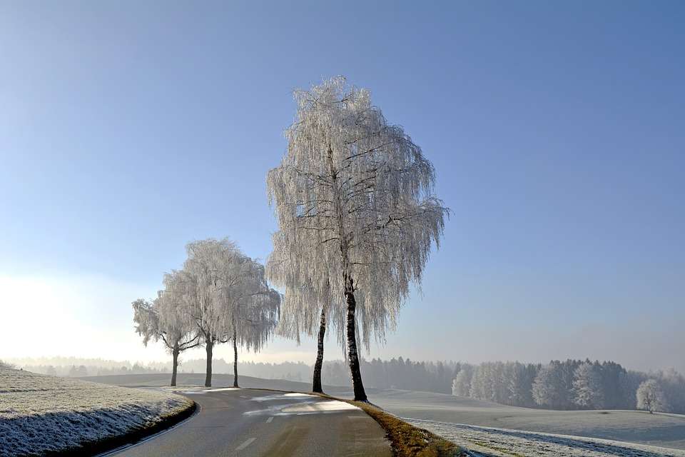 Frostade träd. Pussel online