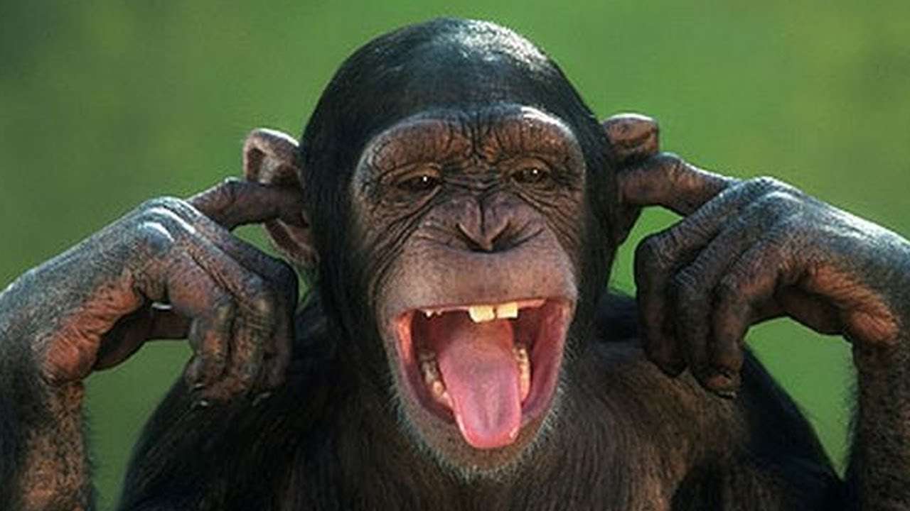 Веселая обезьяна онлайн-пазл