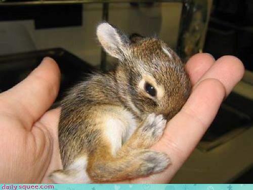 baby králík skládačka
