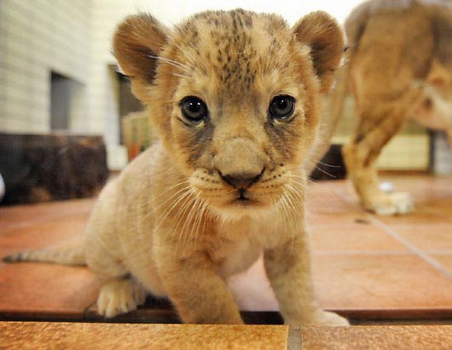μωρό λιοντάρι παζλ online