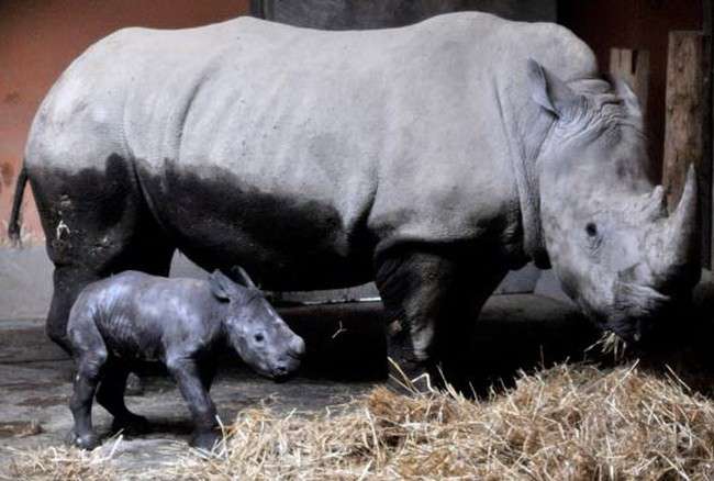 dítě nosorožce skládačky online