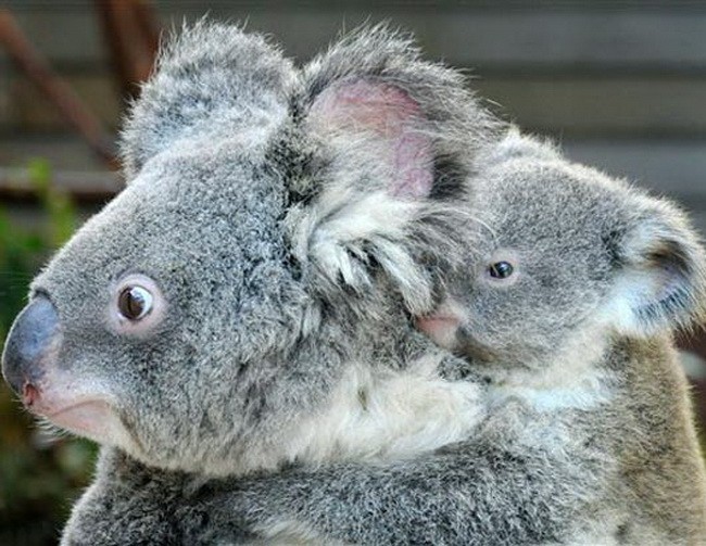 dítě koala skládačky online