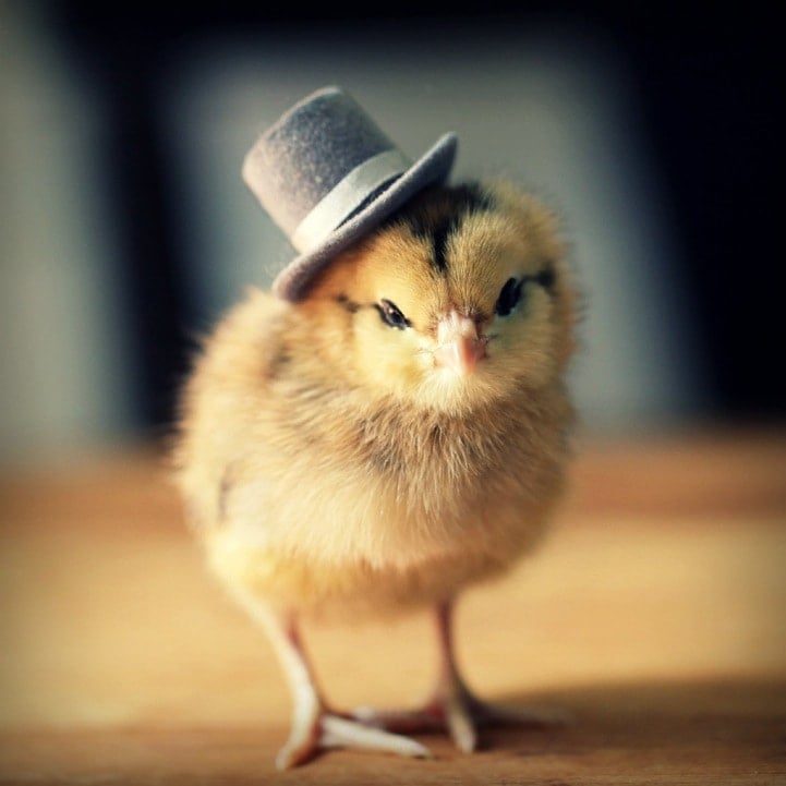 chick with hat jigsaw puzzle online
