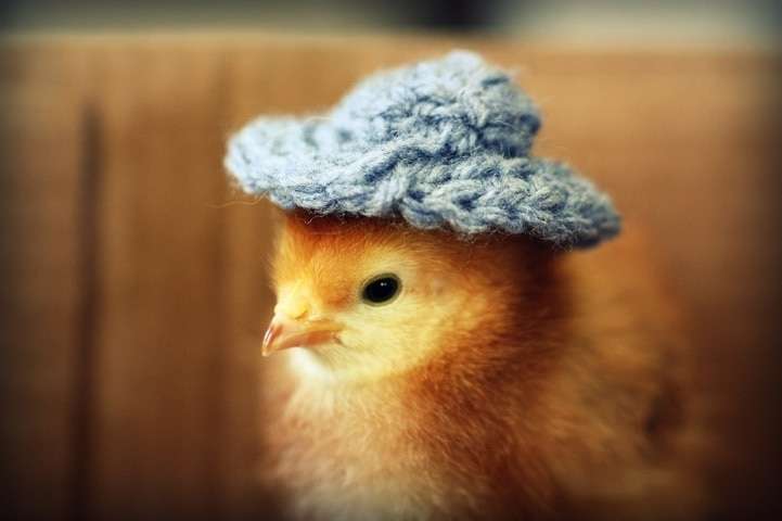 цыпленок в шляпе онлайн-пазл