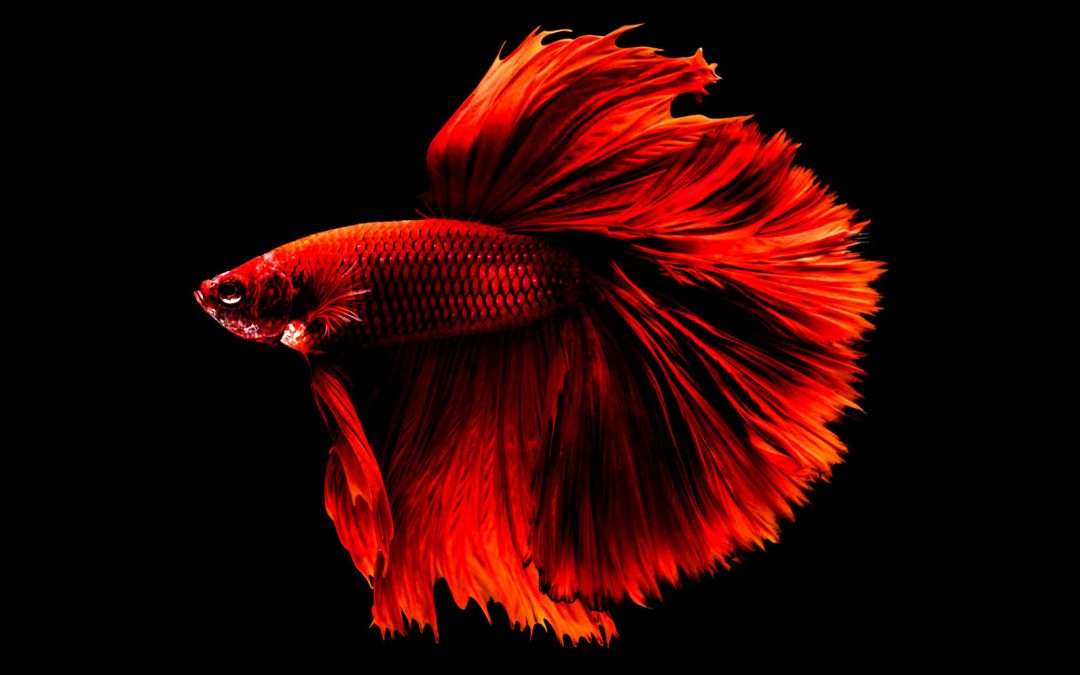 fighting fish jigsaw puzzle online