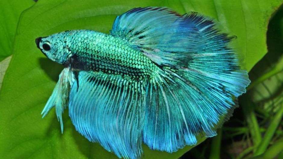 fighting fish jigsaw puzzle online