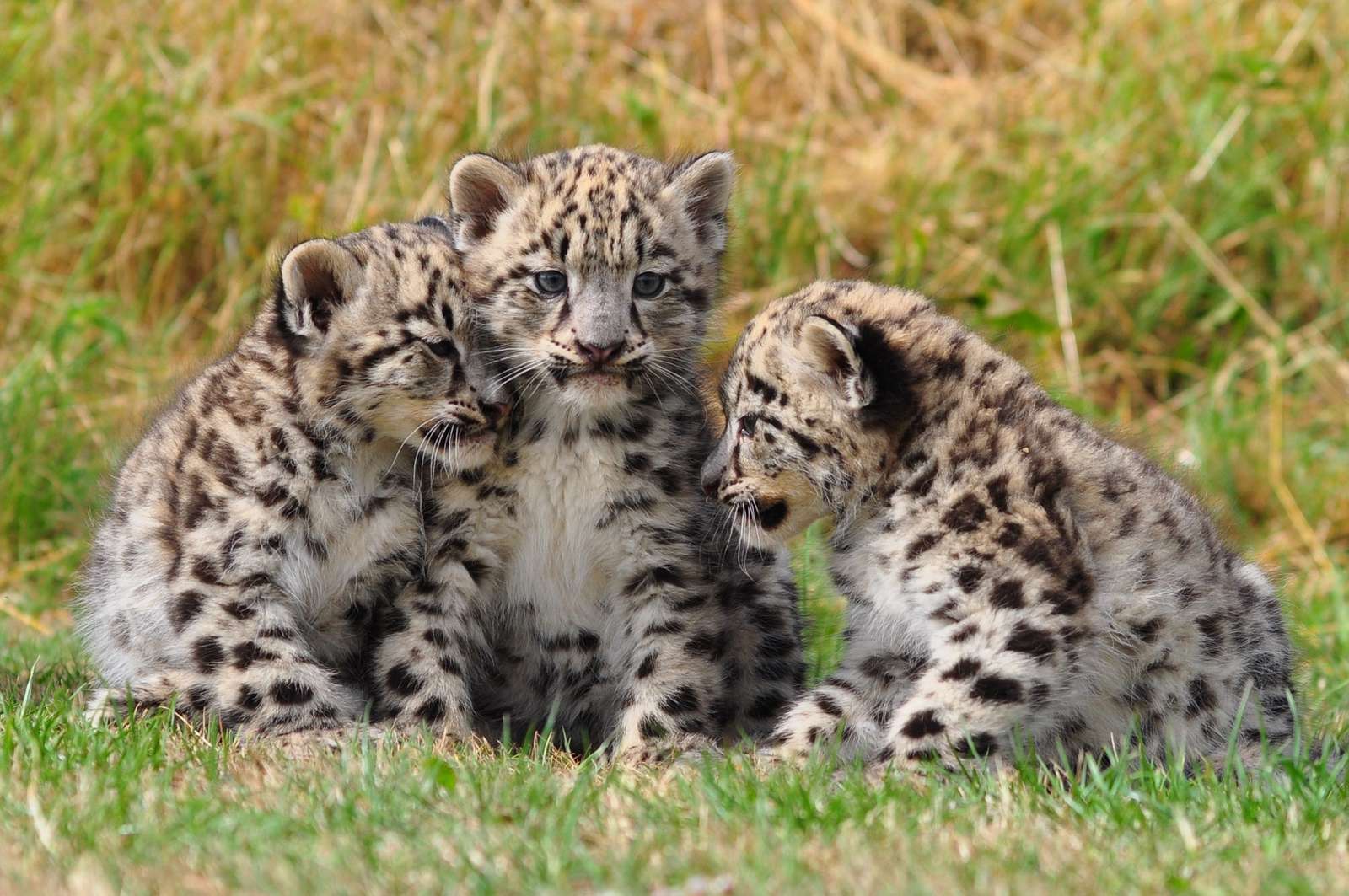 leopardos quebra-cabeças online
