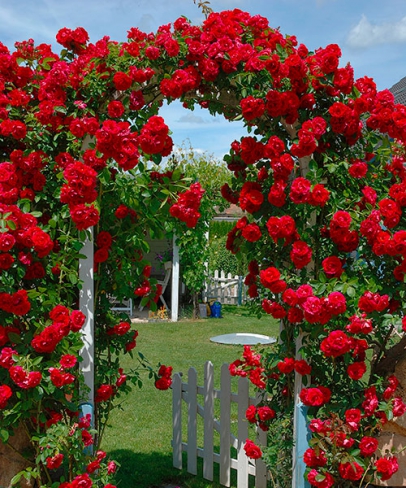 Κόκκινα τριαντάφυλλα αναρρίχησης. παζλ online