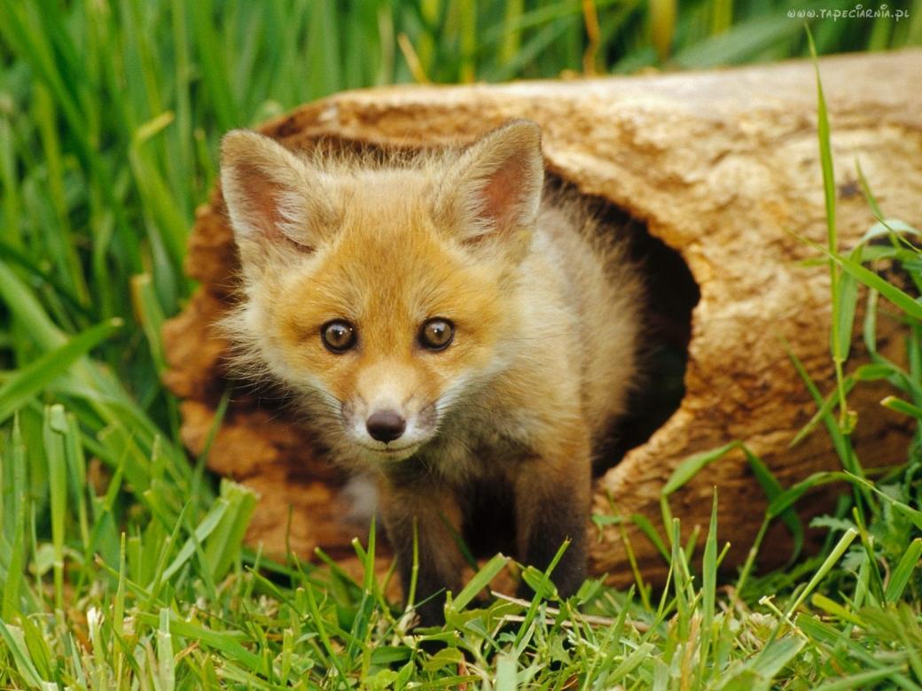 Малка червена лисица. онлайн пъзел