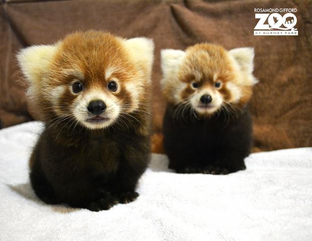 red panda jigsaw puzzle online