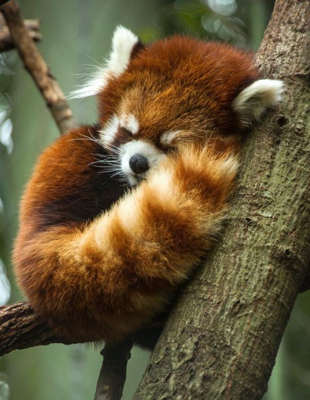 κόκκινο panda online παζλ