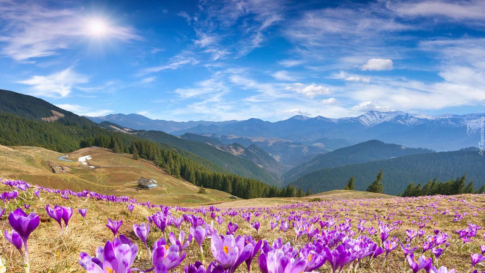 Crocuses on the background of  jigsaw puzzle online