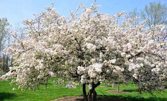 Blommande äppelträd Pussel online