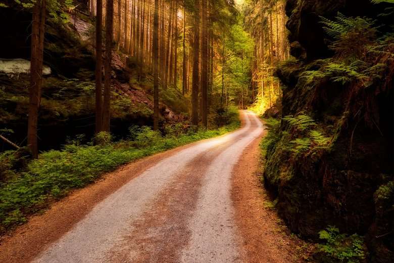 Дорога, що проходить через ліс. онлайн пазл