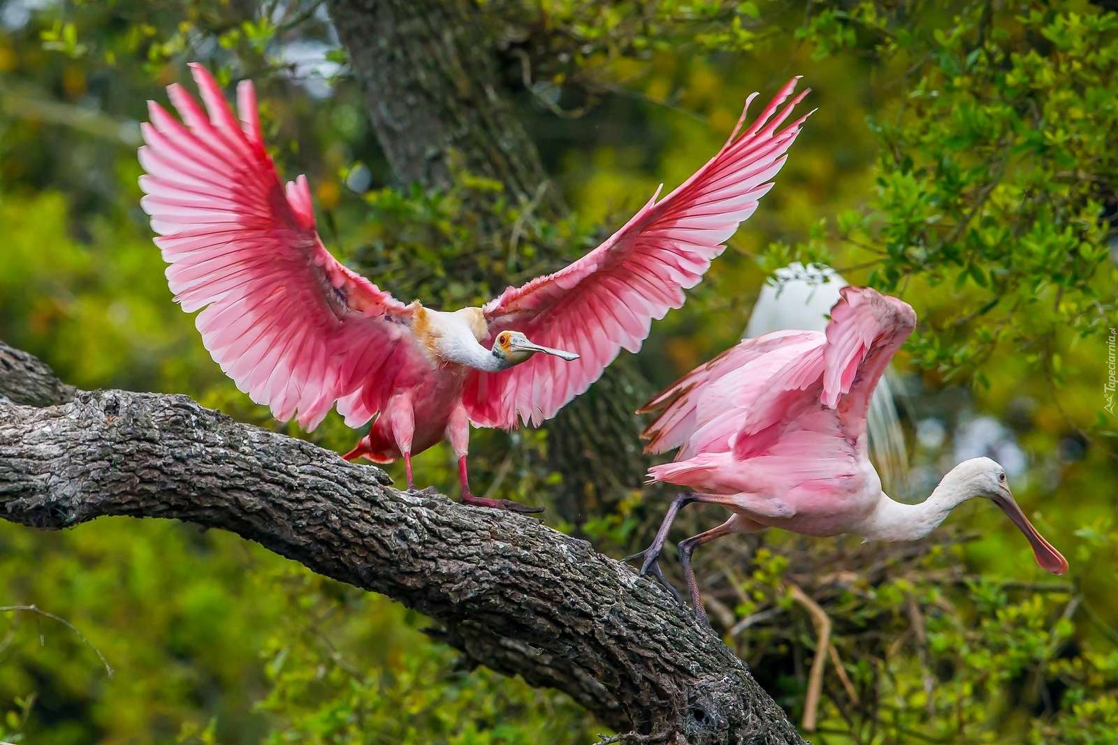 Roze vogel. legpuzzel online