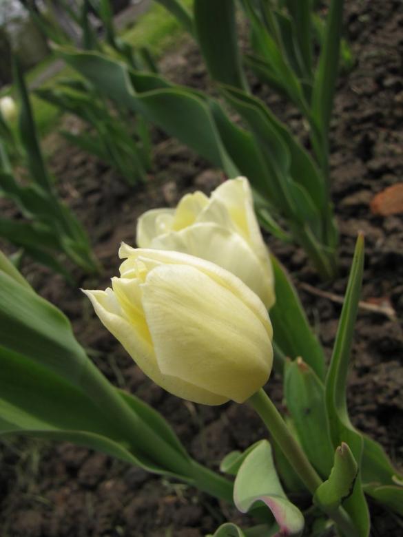 Tulipes -Mari Kaczyńska puzzle en ligne