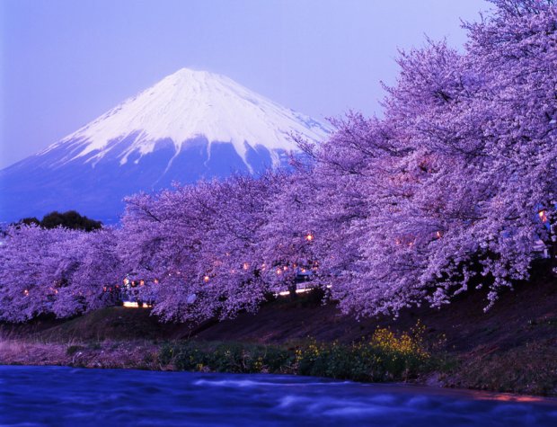 Япония, страна цветущих вишневых деревьев пазл онлайн
