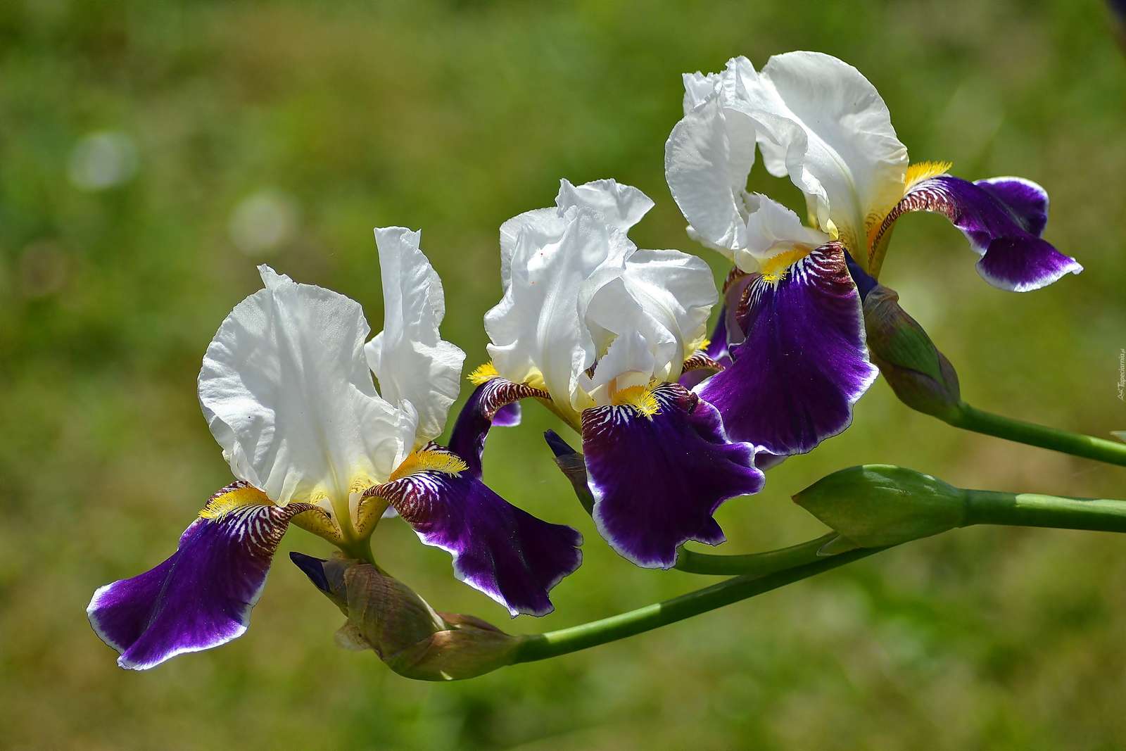 Iris-bunte Blumen Online-Puzzle