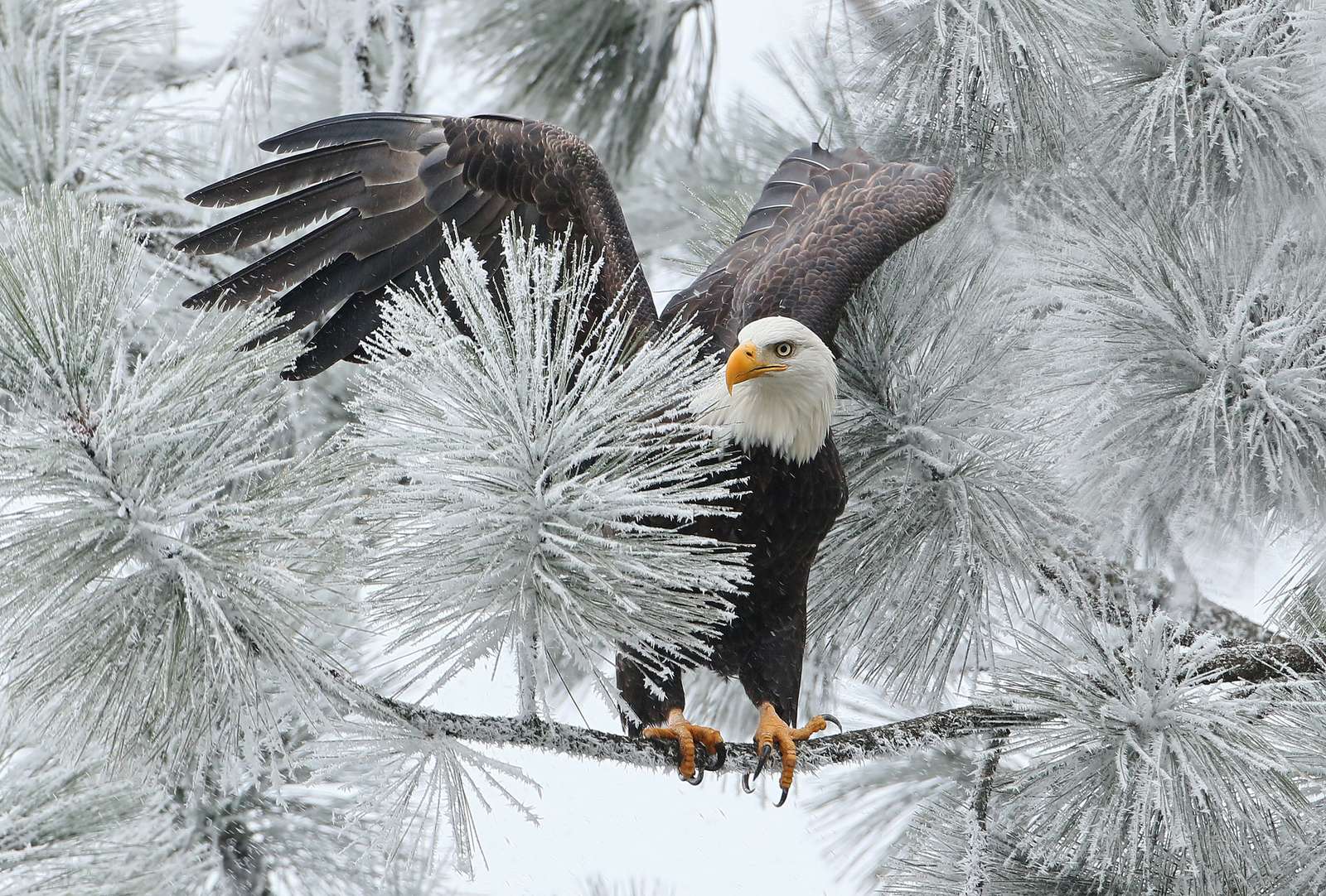 Winter landscape with eagle. online puzzle