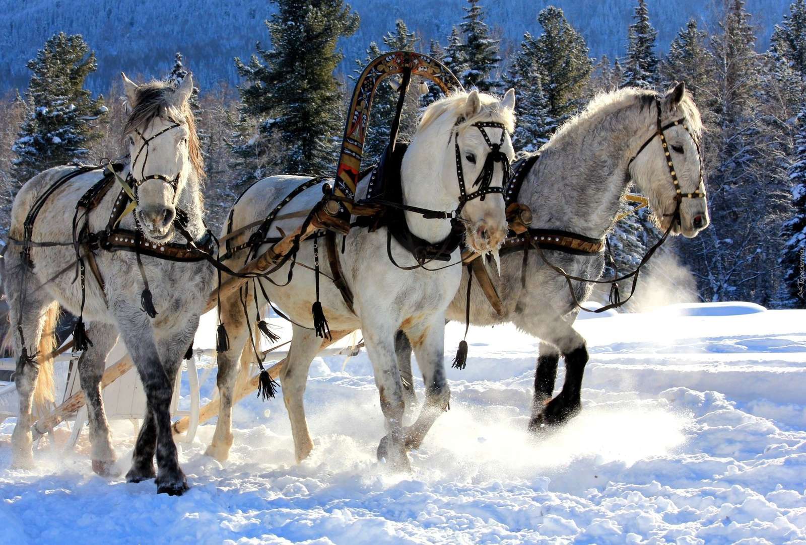 Horses in a harness. jigsaw puzzle online
