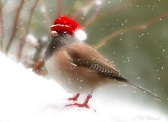 Uccello di Natale puzzle online