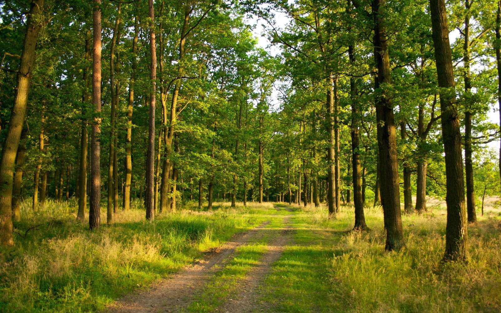pad door het bos online puzzel