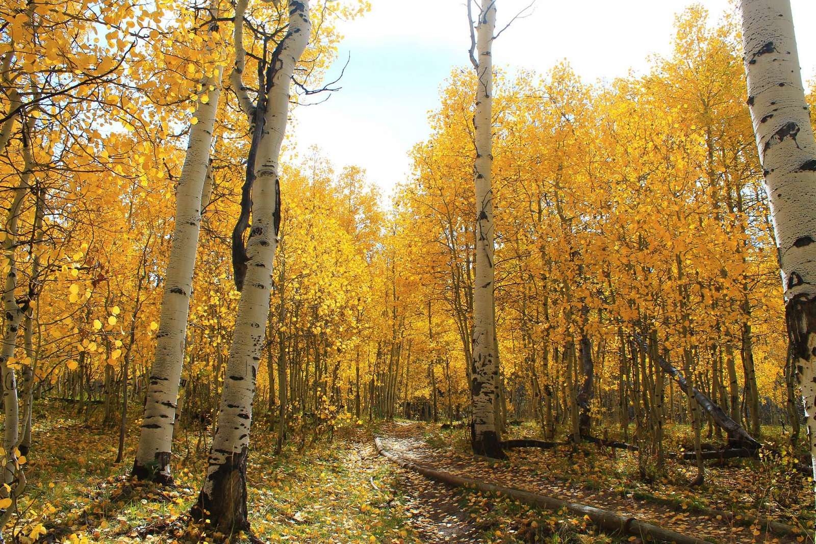 podzimní les, podzimní listí skládačky online