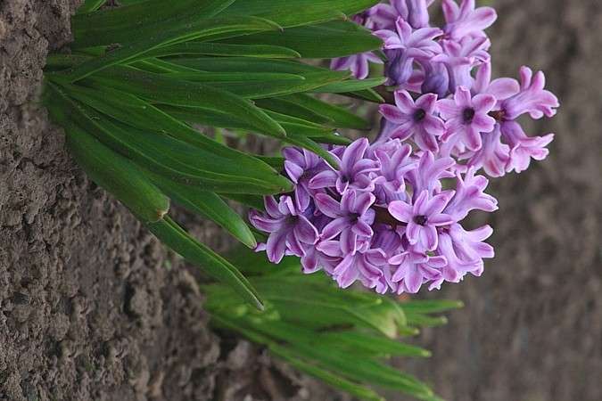 Hyacinths online puzzle